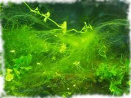 Боротьба з водоростями в акваріумі (альгіциди)