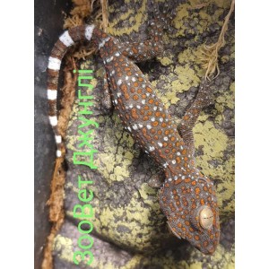 Геккон Токі малюк (Gekko gecko)