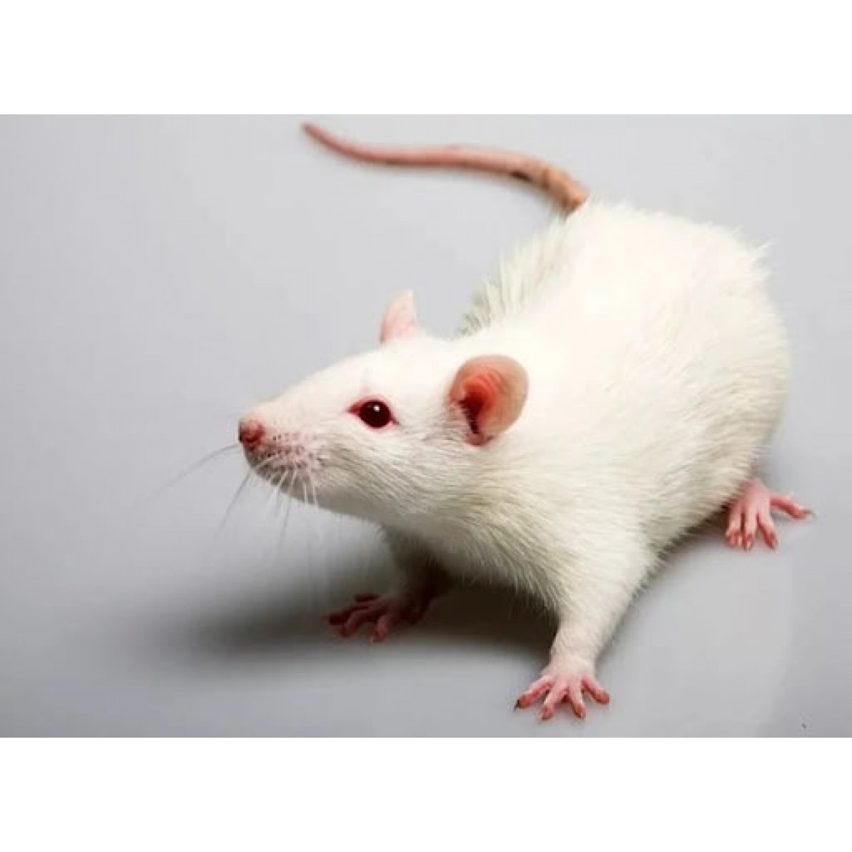 Домашние белые мыши. Крысы породы Вистар. Лабораторные крысы линии Wistar. Щур альбинос. Гималайская крыса альбинос.