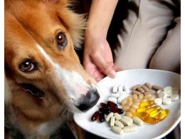 Вітаміни та харчові добавки для собак