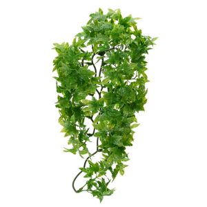 Растение для террариума ZooMed Congo Ivy small, 36 cm ZM-BU-12