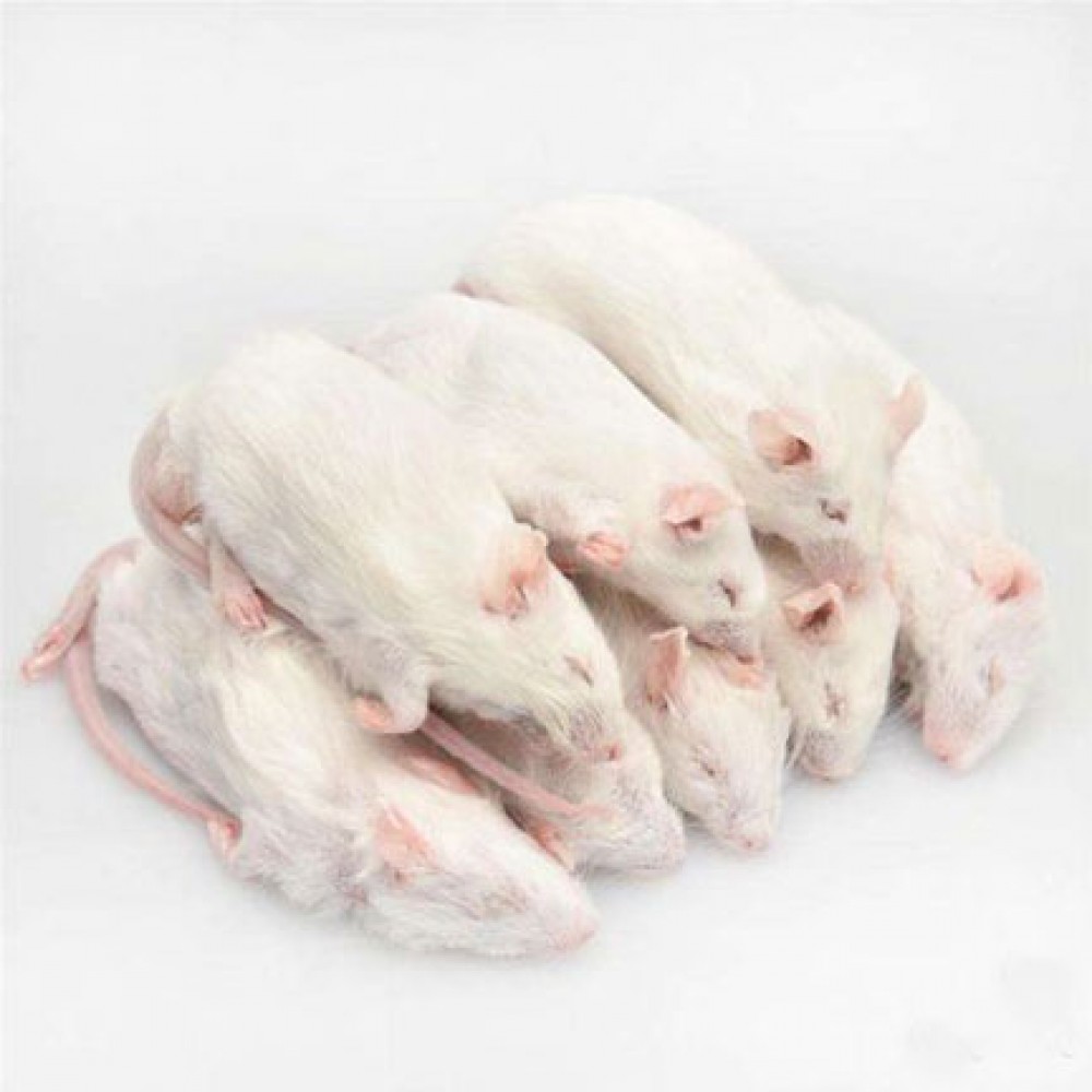 Замороженный корм для змей крысы подростки 11-15 см