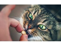 Вітаміни та харчові добавки для котів