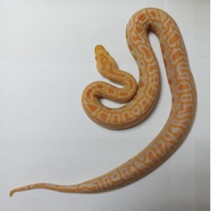 Пітон тигровий (Python molurus) дитинча, самець (ALBINO)