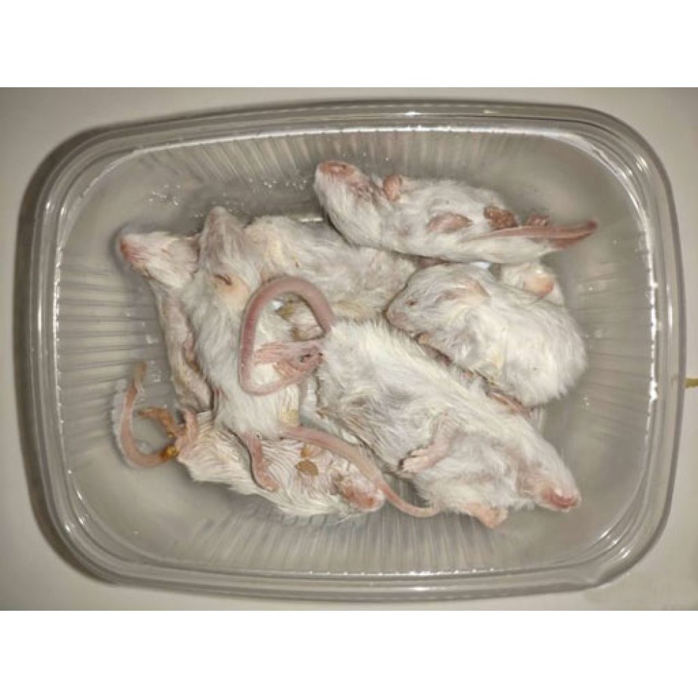 Замороженный корм для змей мыши бегунки 6-7 см