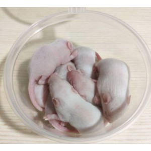 Заморожений корм для змій миші опушата 4-5 см