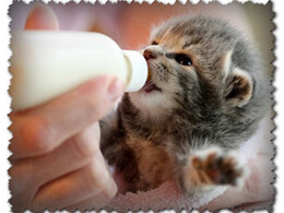 Замінники молока для кошенят