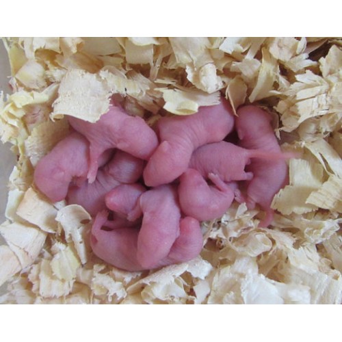 Заморожений корм для змій миші голиші 3-4 см