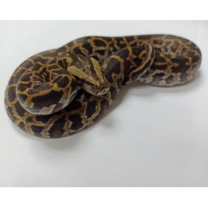 Питон тигровый NORMAL ( Python molurus) детеныш самец