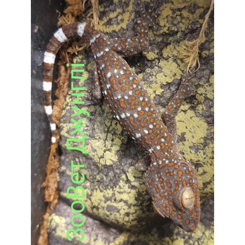 Геккон Токи малыш (Gekko gecko)